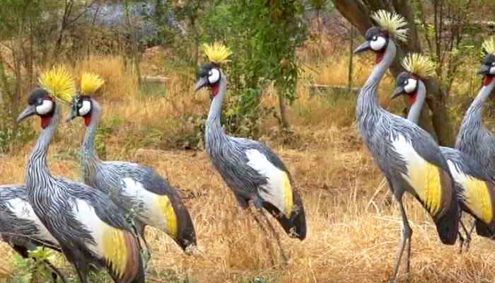 باغ وحش مصنوعی شیراز کجاست