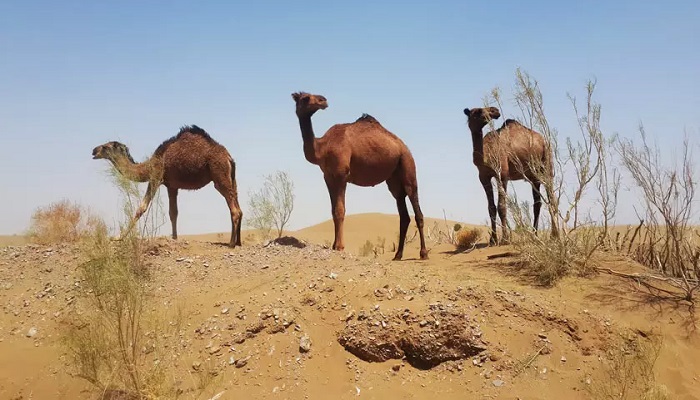 کویر مصر ایران