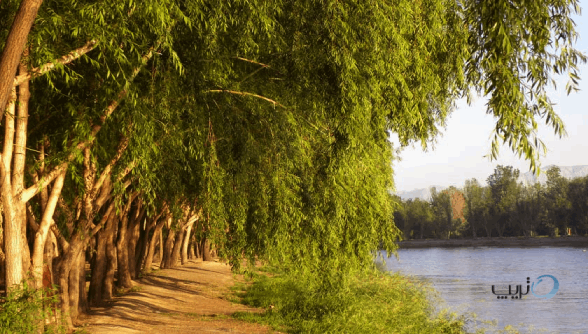 نمایی از پارک ناژوان