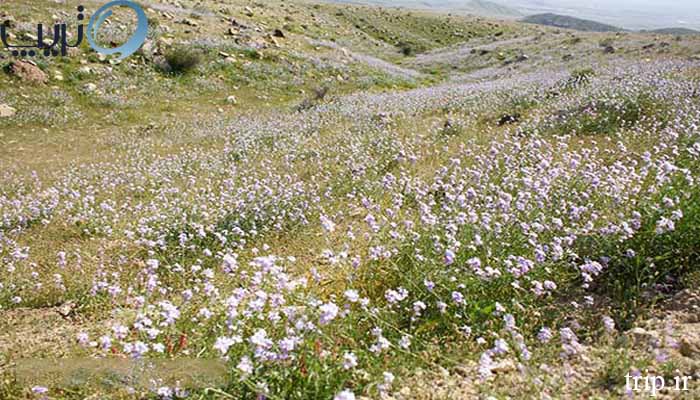 گیاهان و جانوران گنبد نمکی جاشک