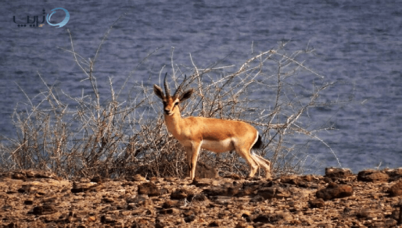 جزیره هنگام