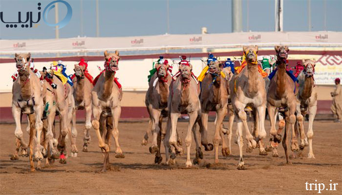 پیست مسابقات شتر سواری در قطر