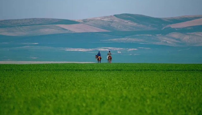 ترکمن صحرا ایران