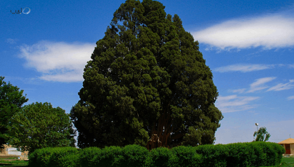 سرو تاریخی ابرکوه